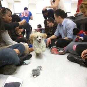 Puppy Party, puppy party near me