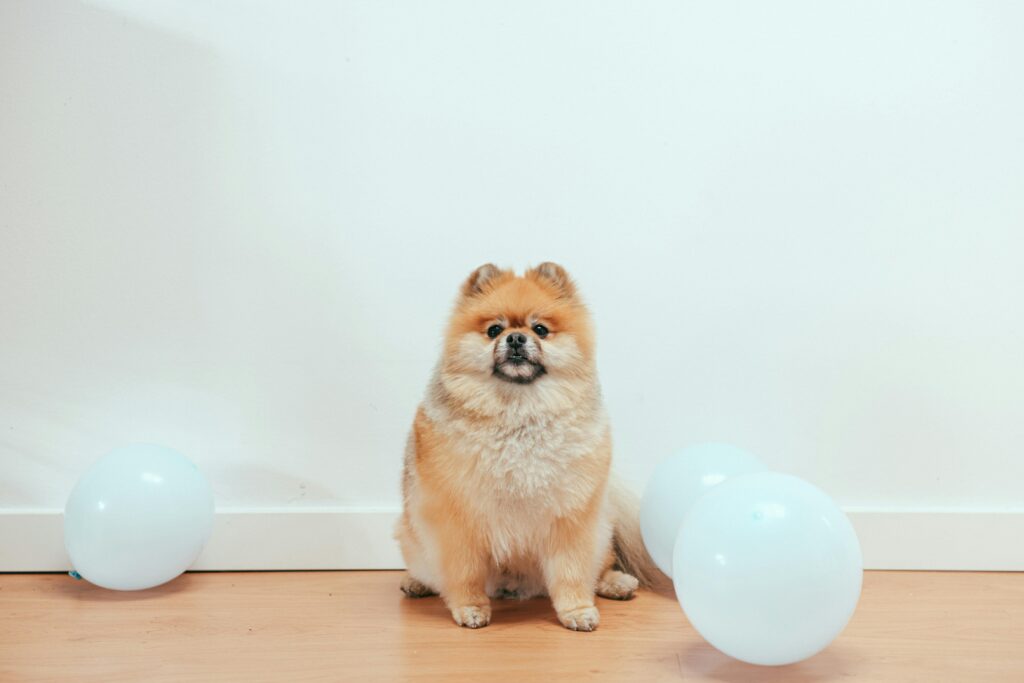 Puppy Party Favors & Memorial Guests Will Love