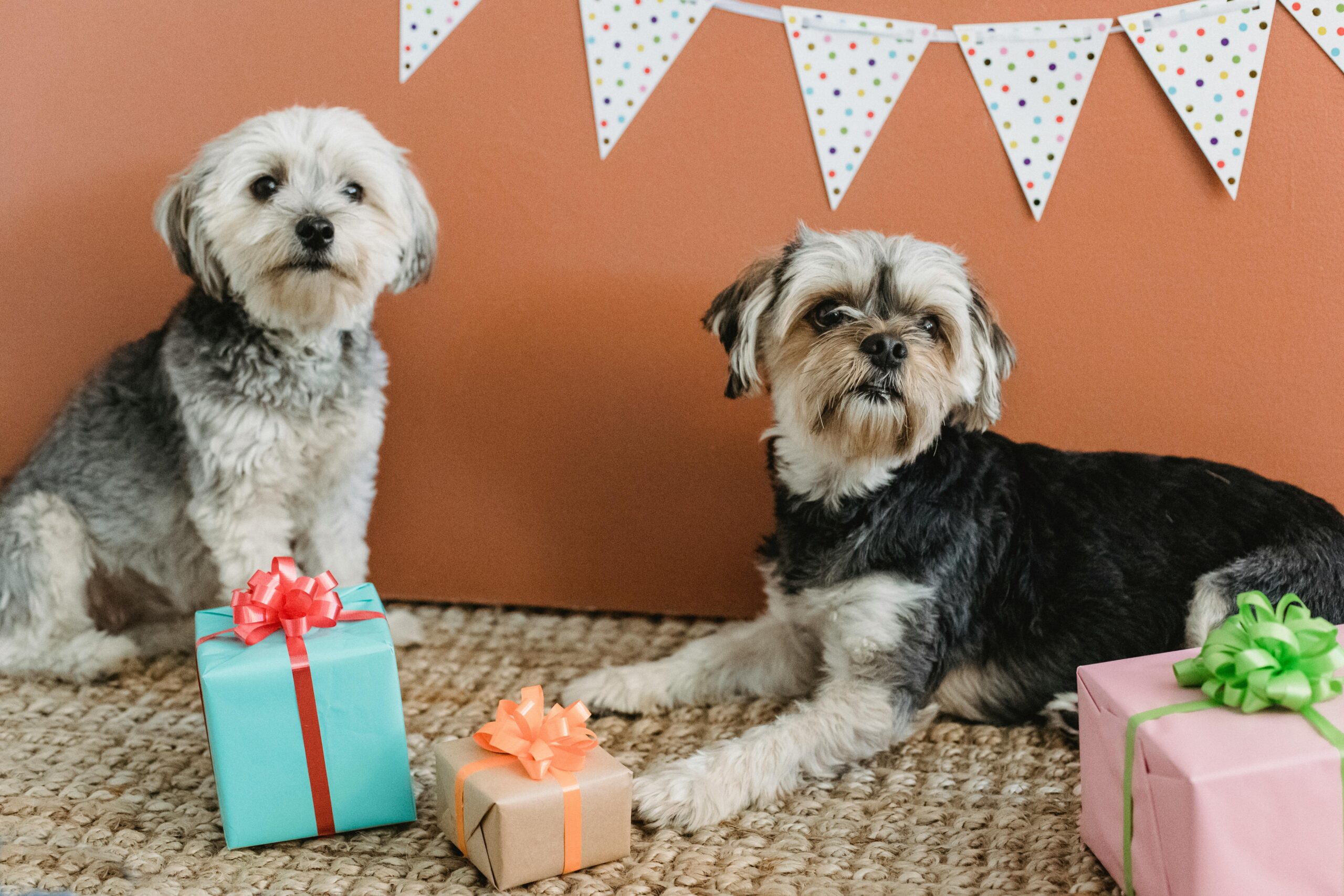 How to Plan the Perfect Puppy Party for Any Event